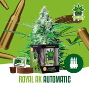 Wietzaadjes IGrowCan Royal AK