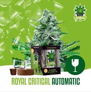 Wietzaadjes IGrowCan Royal Critical