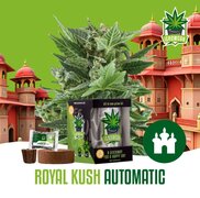 Wietzaadjes IGrowCan Royal Kush