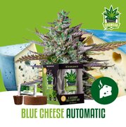 Wietzaadjes IGrowCan Blue Cheese